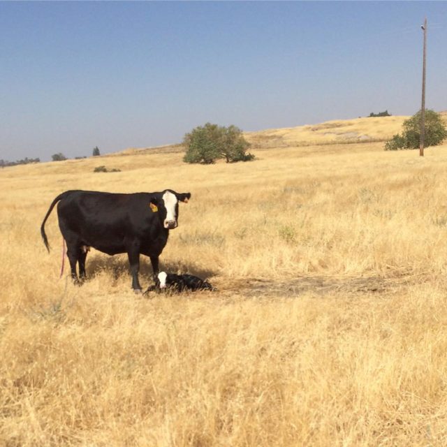 Even though we raise mostly angus cattle I live forhellip